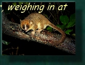 PYGMY LEMUR