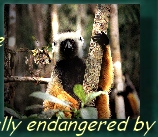 SIFAKA LEMUR