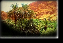 DATE PALM ON THE MOUNTAIN