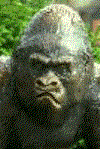 APE