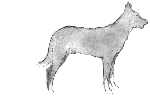 WHITE DOG