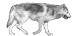 WHITE DOG