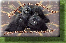 AMAZING ADVENTURES BOOK LINK