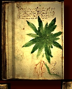 VOYNICH MANUSCRIPT