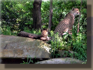 CHEETAH LOOKOUTS