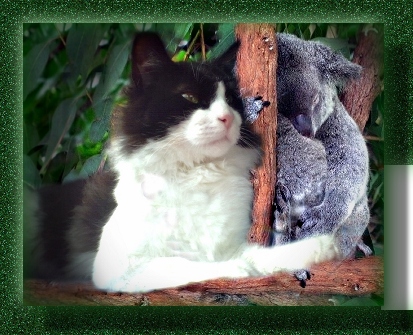 COMMANDER ZORRO WITH MATHLIDA KOALA