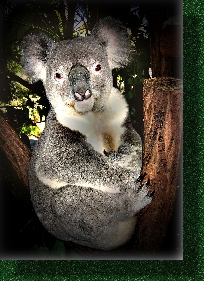 KOALA IN TREE