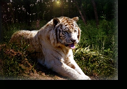 PAVEL THE SIBERIAN TIGER