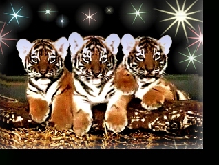 TIGER CUBS