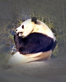 PANDA BEAR THINKING