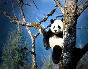 PANDA BEAR UP A TREE