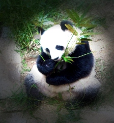 PANDA BEAR EATING BAMBOO