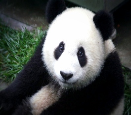 PANDA BEAR CLOSEUP