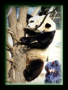 PANDA BEAR CLIMBING DOWN A TREE