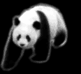 PANDA WALKING