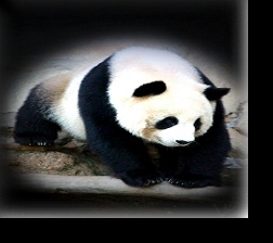 MAGICAL PANDA BEAR