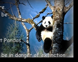 PANDA BEAR UP A TREE