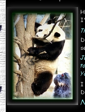 PANDA BEAR WITH CAPTAIN BOOTSIE BEAR
