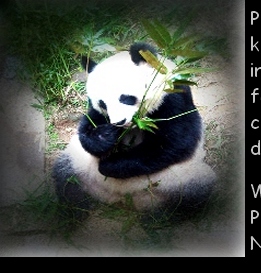 PANDA BEAR EATING BAMBOO