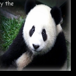 PANDA BEAR