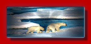 POLAR BEARS ON MELTING ICE