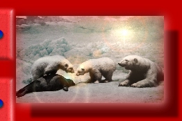 POLAR BEARS AND LUNCH